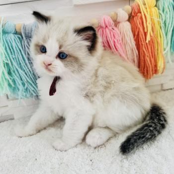 chaton Ragdoll black bicolor Bubble Tea Chatterie des Nuits d'Or