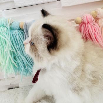 chaton Ragdoll black bicolor Bubble Tea Chatterie des Nuits d'Or