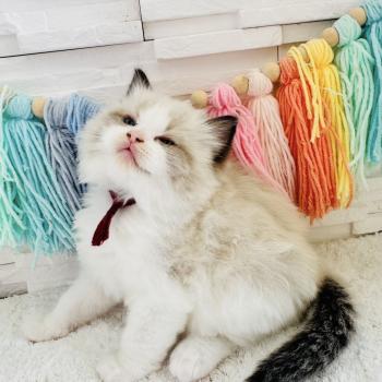 chaton Ragdoll black bicolor Bubble Tea Chatterie des Nuits d'Or