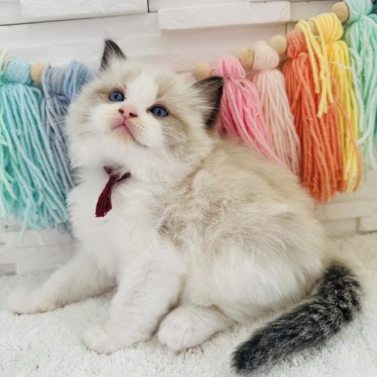 chaton Ragdoll black bicolor Bubble Tea Chatterie des Nuits d'Or