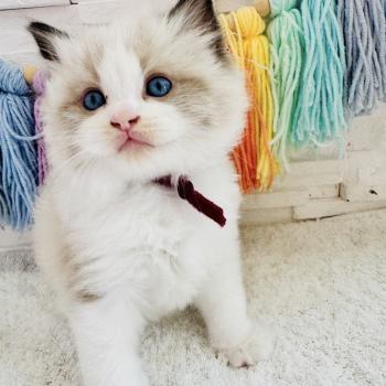 chaton Ragdoll black bicolor Bubble Tea Chatterie des Nuits d'Or
