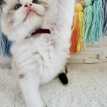 chaton Ragdoll black bicolor Bubble Tea Chatterie des Nuits d'Or
