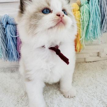 chaton Ragdoll black bicolor Bubble Tea Chatterie des Nuits d'Or