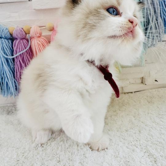 chaton Ragdoll black bicolor Bubble Tea Chatterie des Nuits d'Or