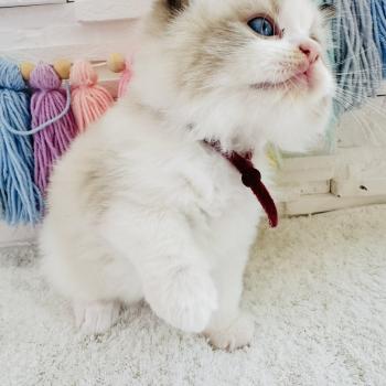 chaton Ragdoll black bicolor Bubble Tea Chatterie des Nuits d'Or