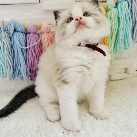 chaton Ragdoll black bicolor Bubble Tea Chatterie des Nuits d'Or