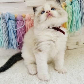 chaton Ragdoll black bicolor Bubble Tea Chatterie des Nuits d'Or