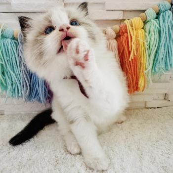 chaton Ragdoll black bicolor Bubble Tea Chatterie des Nuits d'Or