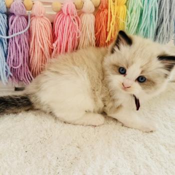 chaton Ragdoll black bicolor Bubble Tea Chatterie des Nuits d'Or