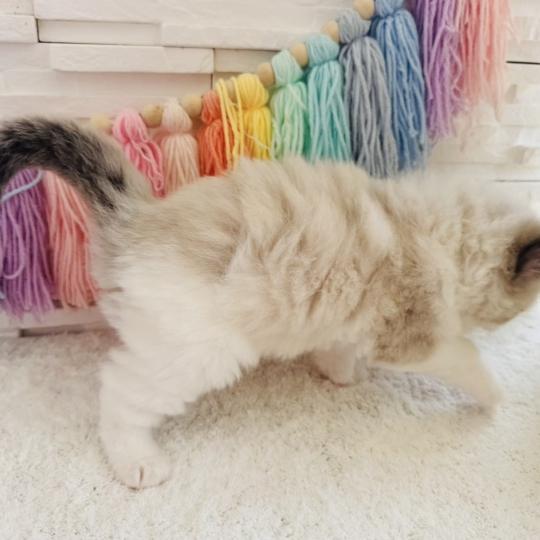 chaton Ragdoll black bicolor Bubble Tea Chatterie des Nuits d'Or