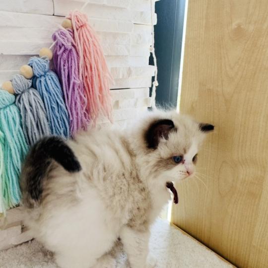 chaton Ragdoll black bicolor Bubble Tea Chatterie des Nuits d'Or