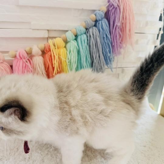 chaton Ragdoll black bicolor Bubble Tea Chatterie des Nuits d'Or