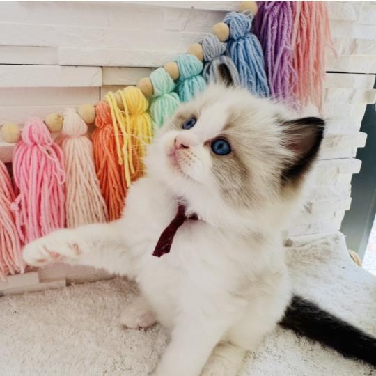 chaton Ragdoll black bicolor Bubble Tea Chatterie des Nuits d'Or