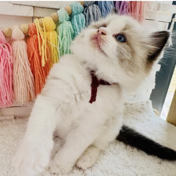chaton Ragdoll black bicolor Bubble Tea Chatterie des Nuits d'Or