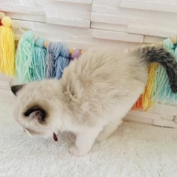 chaton Ragdoll black bicolor Bubble Tea Chatterie des Nuits d'Or