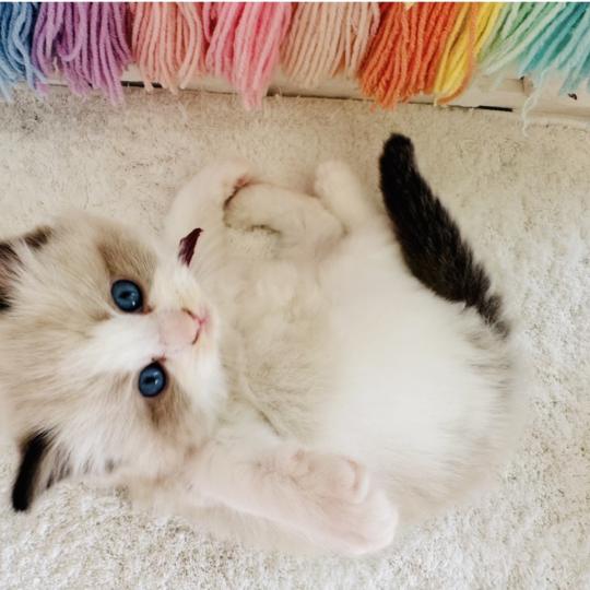 chaton Ragdoll black bicolor Bubble Tea Chatterie des Nuits d'Or