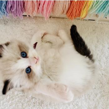 chaton Ragdoll black bicolor Bubble Tea Chatterie des Nuits d'Or