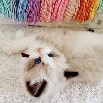 chaton Ragdoll black bicolor Bubble Tea Chatterie des Nuits d'Or