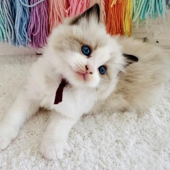 chaton Ragdoll black bicolor Bubble Tea Chatterie des Nuits d'Or
