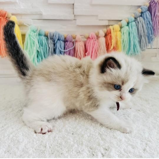 chaton Ragdoll black bicolor Bubble Tea Chatterie des Nuits d'Or