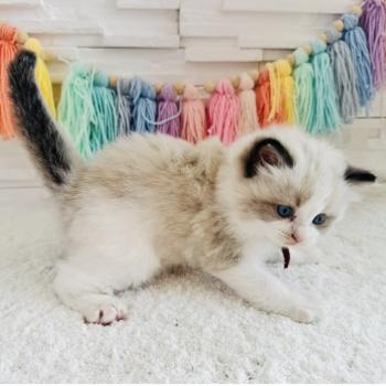 chaton Ragdoll black bicolor Bubble Tea Chatterie des Nuits d'Or