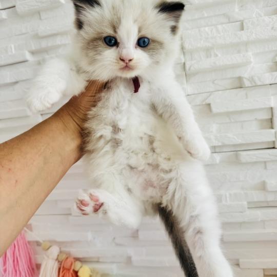 chaton Ragdoll black bicolor Bubble Tea Chatterie des Nuits d'Or