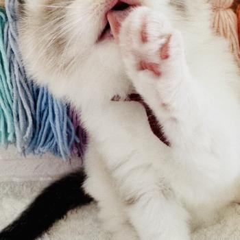 chaton Ragdoll black bicolor Bubble Tea Chatterie des Nuits d'Or