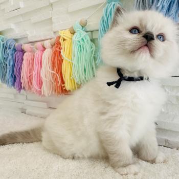 chaton Ragdoll blue point mitted Collier Bleu Marine Chatterie des Nuits d'Or