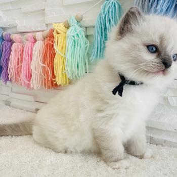 chaton Ragdoll blue point mitted Collier Bleu Marine Chatterie des Nuits d'Or