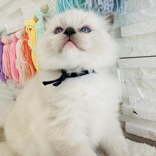 chaton Ragdoll blue point mitted Collier Bleu Marine Chatterie des Nuits d'Or