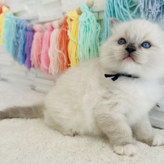 chaton Ragdoll blue point mitted Collier Bleu Marine Chatterie des Nuits d'Or