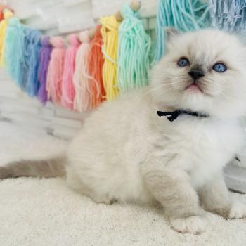 chaton Ragdoll blue point mitted Collier Bleu Marine Chatterie des Nuits d'Or