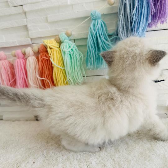 chaton Ragdoll blue point mitted Collier Bleu Marine Chatterie des Nuits d'Or