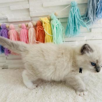 chaton Ragdoll blue point mitted Collier Bleu Marine Chatterie des Nuits d'Or