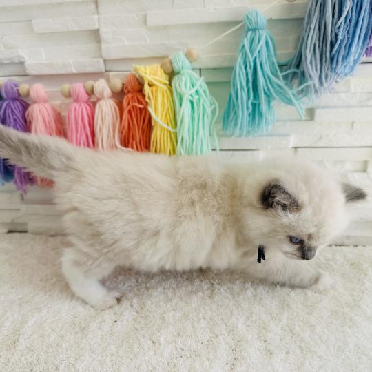 chaton Ragdoll blue point mitted Collier Bleu Marine Chatterie des Nuits d'Or