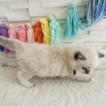 chaton Ragdoll blue point mitted Collier Bleu Marine Chatterie des Nuits d'Or