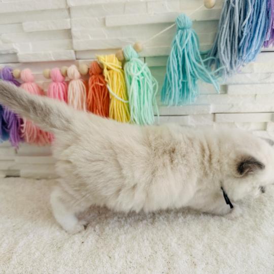 chaton Ragdoll blue point mitted Collier Bleu Marine Chatterie des Nuits d'Or