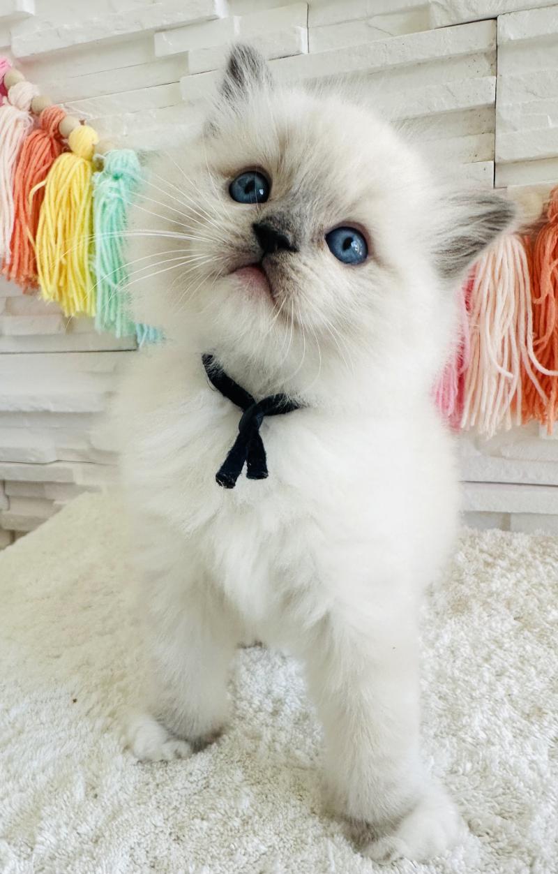 BLUEY des Nuits d'Or Mâle Ragdoll