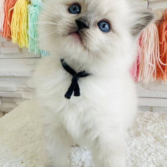 BLUEY des Nuits d'Or Mâle Ragdoll