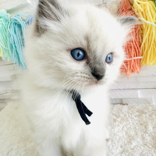 chaton Ragdoll blue point mitted Collier Bleu Marine Chatterie des Nuits d'Or