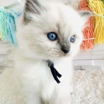 chaton Ragdoll blue point mitted Collier Bleu Marine Chatterie des Nuits d'Or