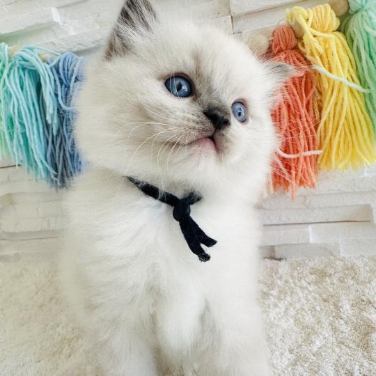 chaton Ragdoll blue point mitted Collier Bleu Marine Chatterie des Nuits d'Or