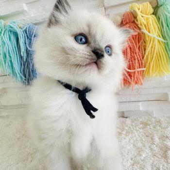 chaton Ragdoll blue point mitted Collier Bleu Marine Chatterie des Nuits d'Or