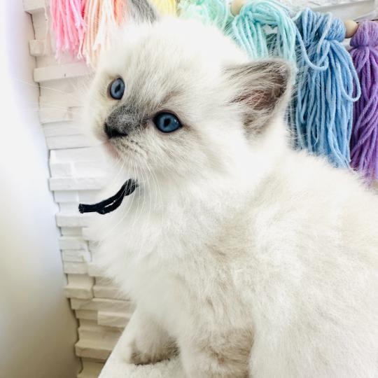 chaton Ragdoll blue point mitted Collier Bleu Marine Chatterie des Nuits d'Or