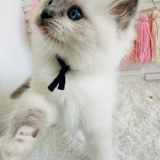 chaton Ragdoll blue point mitted Collier Bleu Marine Chatterie des Nuits d'Or