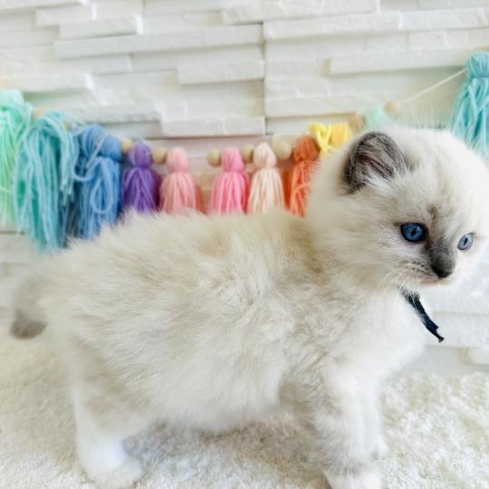 chaton Ragdoll blue point mitted Collier Bleu Marine Chatterie des Nuits d'Or