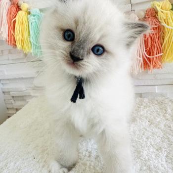 chaton Ragdoll blue point mitted Collier Bleu Marine Chatterie des Nuits d'Or
