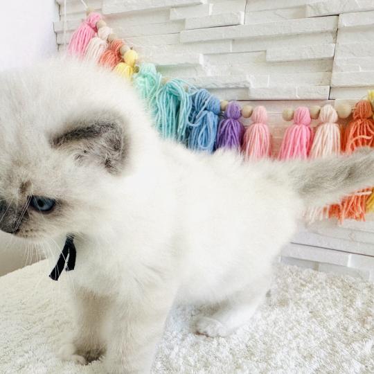 chaton Ragdoll blue point mitted Collier Bleu Marine Chatterie des Nuits d'Or