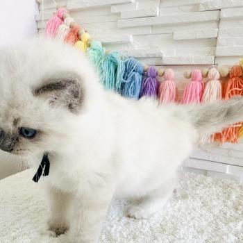 chaton Ragdoll blue point mitted Collier Bleu Marine Chatterie des Nuits d'Or