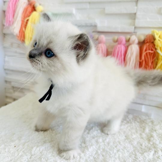 chaton Ragdoll blue point mitted Collier Bleu Marine Chatterie des Nuits d'Or
